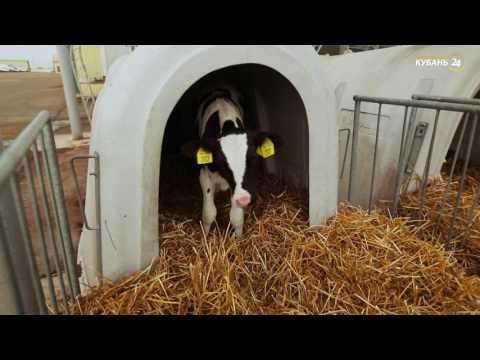 Видео: «Кубань на высоте». Агрохолдинг «Кубань».
