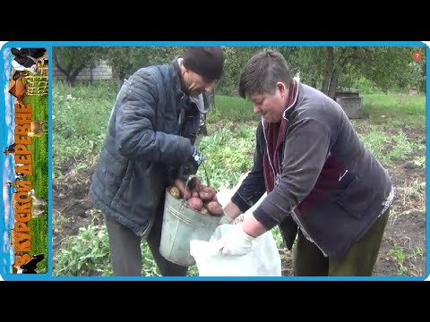 Видео: бесплатные огурцы для коров, немного помогли родителям с картошкой, жизнь в деревне