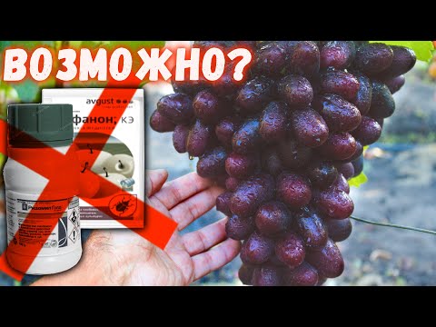 Видео: Здоровый виноград без профилактических обработок - возможно?
