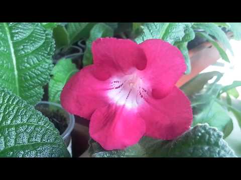 Видео: Большой обзор цветущих стрептокарпусов