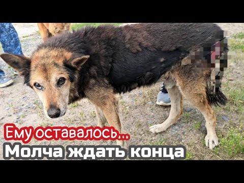 Видео: Пёс уже не плакал он молча ждал конца/он искал помощи/но никто не замечал его боли/help save the dog