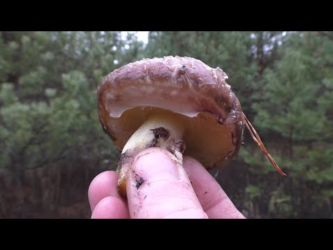 Видео: ЧУДЕСА! ГРИБЫ В НОЯБРЕ! Находим поляны грибов в лесу!