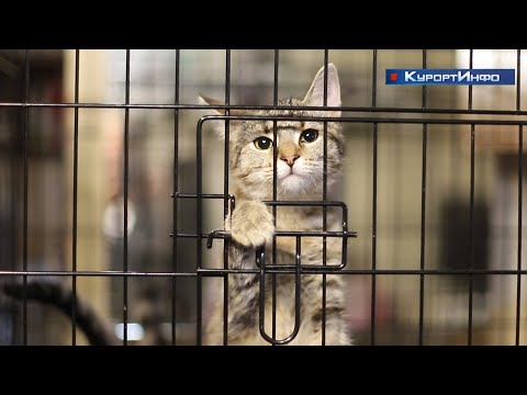 Видео: Сестрорецкий приют для бездомных животных «КотКурорт» готовится к зимнему периоду