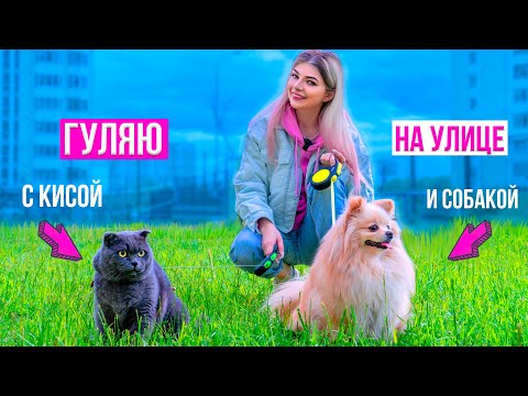 Видео: КОШЕЧКА БАТТЕРС И СОБАЧКА ЭЛИС ВМЕСТЕ ГУЛЯЮТ НА УЛИЦЕ | ВСТРЕТИЛИ ГИГАНТСКУЮ СОБАКУ !