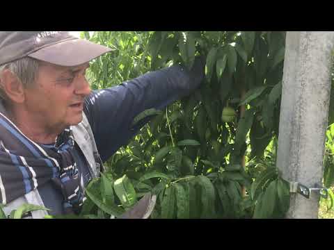 Видео: Интенсивное садоводство на приусадебном участке.