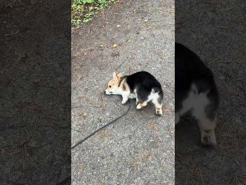 Видео: Эти милые малыши. Щенок на прогулке #татьянабукреева #создавайлюбя #милыеживотные #щенокмилашка