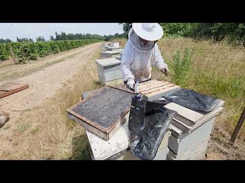 Видео: Хазяева спят мед идет начали снимать мед 19 июня.