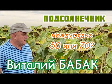 Видео: Какое междурядье для подсолнечника выбрать?