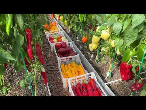 Видео: ТЕПЕРЬ ТОЛЬКО ТАК ВЫРАЩИВАЮ ПЕРЕЦ! КОРЕЙСКИЙ СПОСОБ!