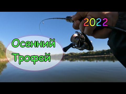 Видео: Трофей на Ультралайт . Рыбалка на Оке . Осень 2022 .