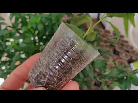 Видео: ЛЬВИНЫЙ ЗЕВ | 🌱 Вегетативный способ размножения.
