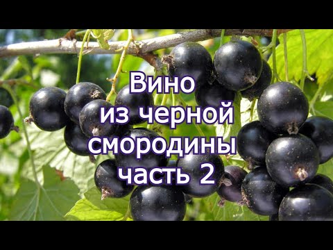Видео: Вино из черной смородины часть 2