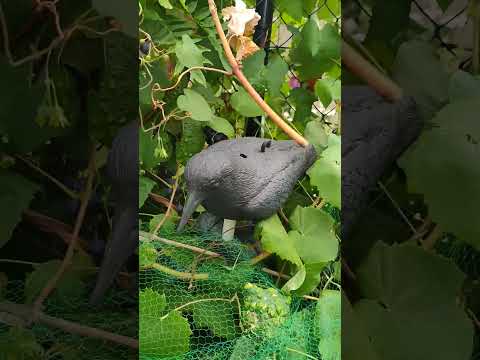 Видео: Огород и цветник в городе.