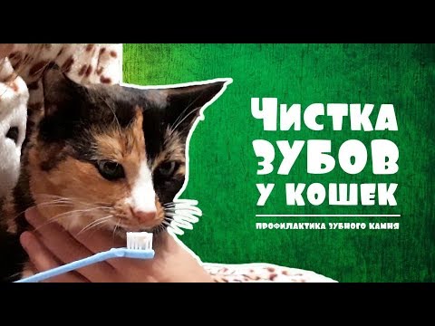 Видео: ЧИСТКА ЗУБОВ у кошек