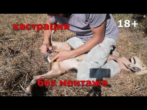 Видео: кастрация в 4 месяца +