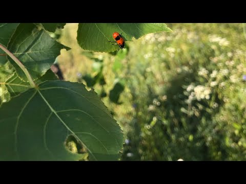 Видео: Энтомологическое обследование тополевых насаждений