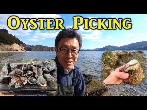 Видео: Естественный выбор устриц и барбекю