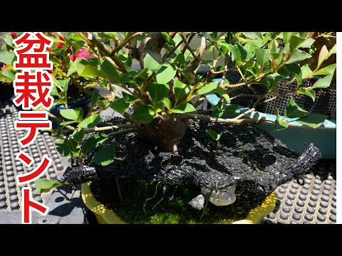 Видео: Легко для первого раза! ! Палатка для бонсай Химешара завершена Производитель Shohin Bons