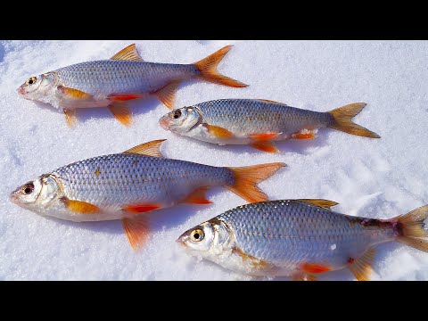 Видео: НАКОНЕЦ ТО ПОШЛА ОТБОРНАЯ ПЛОТВА! Ловля плотвы на безмотылку! Морозная рыбалка