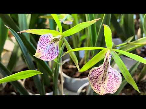 Видео: Огляд асортименту орхідей на виставці 🪴#orchidflowers #орхідеїкраса #flowers #орхідеї #фаленопсис #