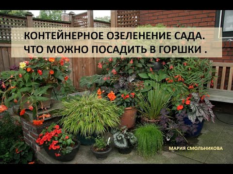 Видео: Контейнерное озеленение сада . Что можно посадить в горшки.