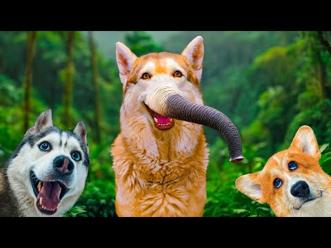 Видео: Лучшие серии зимы! Я НЕ СЛОН И НЕ КОТ!! (Хаски Бублик) Говорящая собака