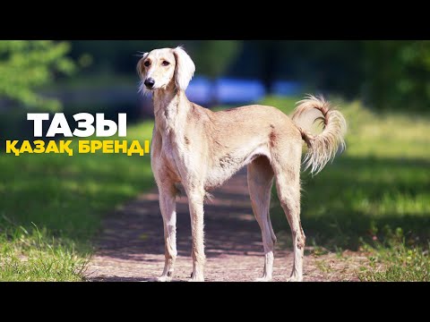 Видео: Тазы | Қазақ бренді