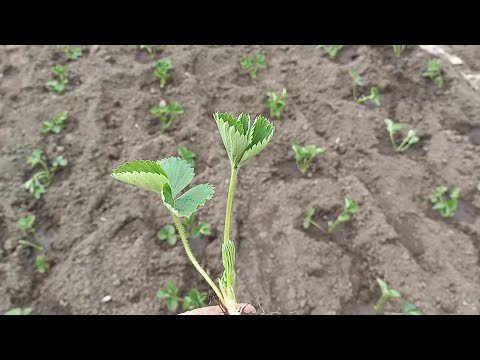 Видео: Как правильно выбрать и посадить рассаду клубники.