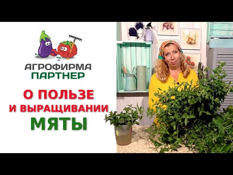 Видео: О ПОЛЬЗЕ И ВЫРАЩИВАНИИ МЯТЫ
