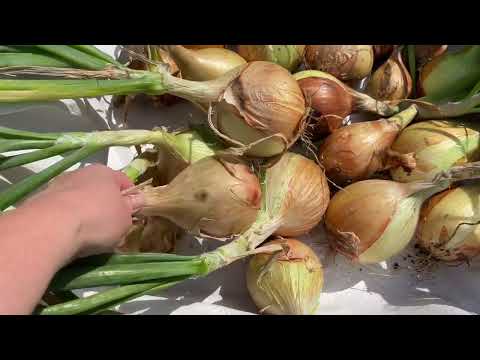 Видео: ЭКСИБИШЕН. Урожай лука с 1кв.м. Теплицы