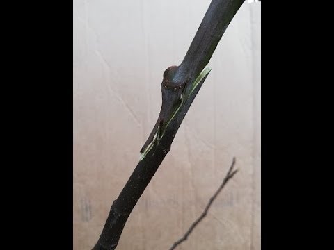 Видео: № 193  Смокиня. Присаждане, пролетно ашладисване на 2 зареза. Grafting of a fig treе - 08.03.2020 г