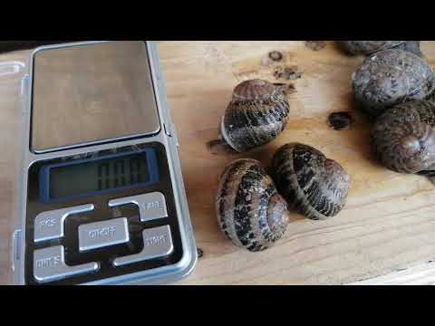 Видео: Сравнение улиток Helix Aspersa Muller и Maxima. Ферма улиток "Снэйлсэко" Беларусь, Брест. SnailsEco