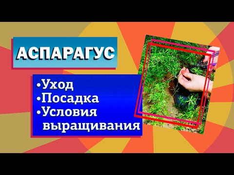 Видео: Аспарагус. Уход, чтобы не желтел. Условия выращивания аспарагусов. Аспарагус Шпренгера