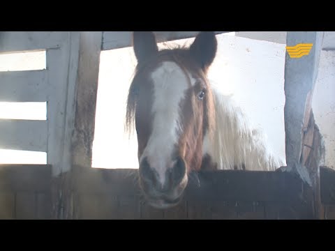 Видео: Жылқы жайлы не білеміз?