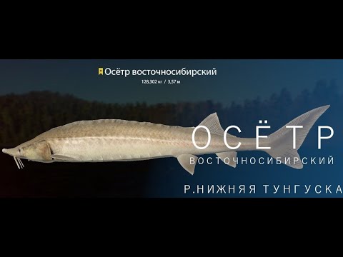 Видео: 🐠Russian Fishing 4 /Русская рыбалка 4 ▶🐟 р. Нижняя Тунгуска Осетр Восточносибирский )))🐟