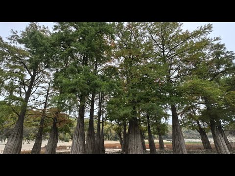 Видео: Кипарисовое озеро 19.10.2025 прогулка к кипарисам, появились новые деревца 
