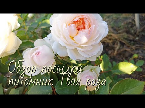 Видео: Саженцы из питомника Твоя роза. Хм....
