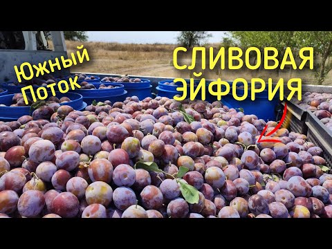 Видео: Слива для бренди, ратафии, и беленькой сливовицы, заготовка часть  №1