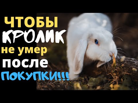 Видео: 5 Ошибок при покупке кролика! От чего умирают купленные крольчата!