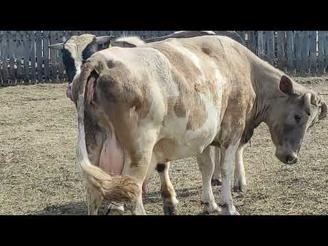 Видео: СПАРИВАНИЕ БЫКА С КОРОВОЙ /Mating Bull