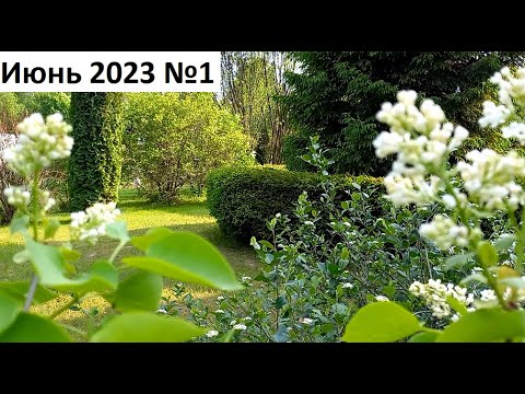 Видео: Июнь 2023 серия №1. Природное земледелие в июне.