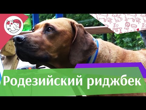 Видео: Родезийский риджбек на ilikepet. Особенности породы, уход