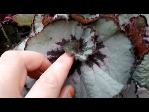 Видео: Жудаям чиройли гул экан бегония королевский