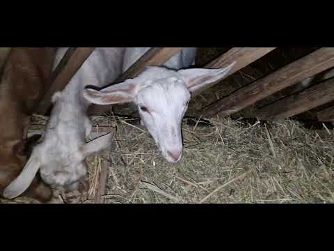 Видео: Мия және гидропоника 