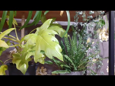 Видео: Комнатные растения ОБЗОР УХОД🌺🌷🪴#цветы #plants #обзоррастений