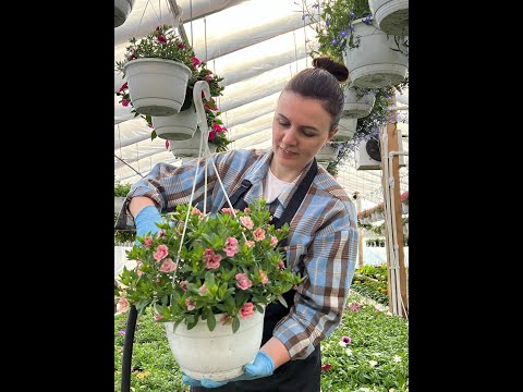 Видео: Ключ к успеху в тепличном бизнесе