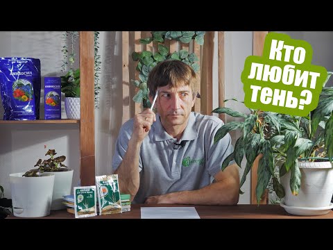 Видео: ЛУЧШИЕ РАСТЕНИЯ ДЛЯ ТЕНИ: от овощей до деревьев. Рассказываем, что посадить в тени!