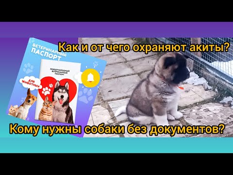 Видео: Кому нужны собаки без документов?Как и от чего охраняют ваши акиты?#акитомания#зима24#собака#puppy