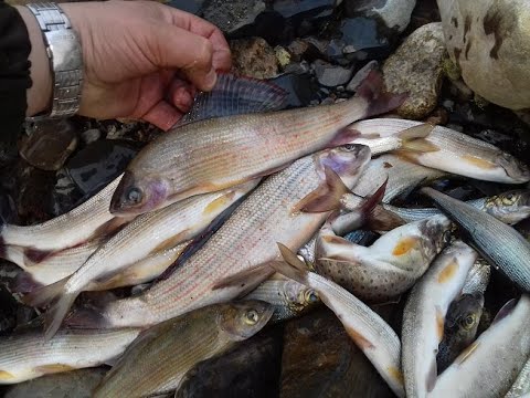 Видео: Рыбалка на р. Большая Уссурка.  Ловим Ленка и Хариуса. Октябрь 2018 г.