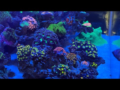Видео: Боковой самп. Как сделать морской аквариум из обычного